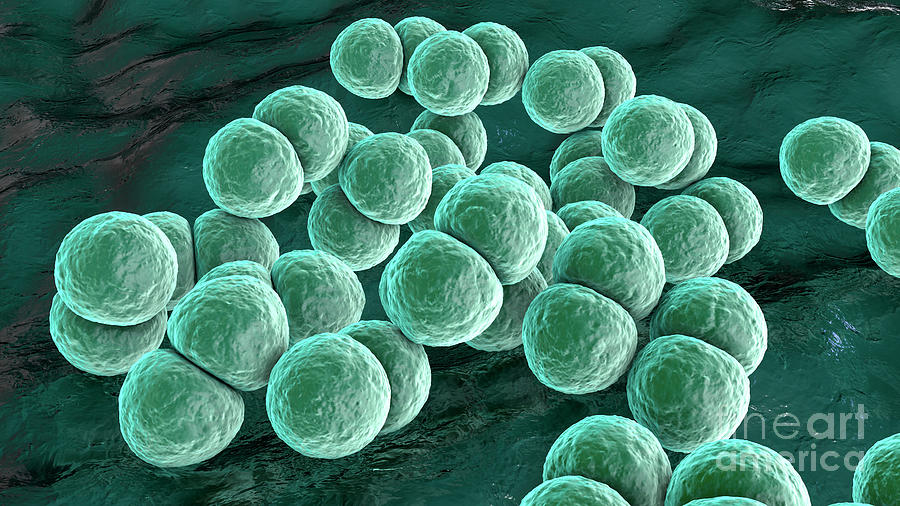 Where Does Streptococcus Pneumoniae Live