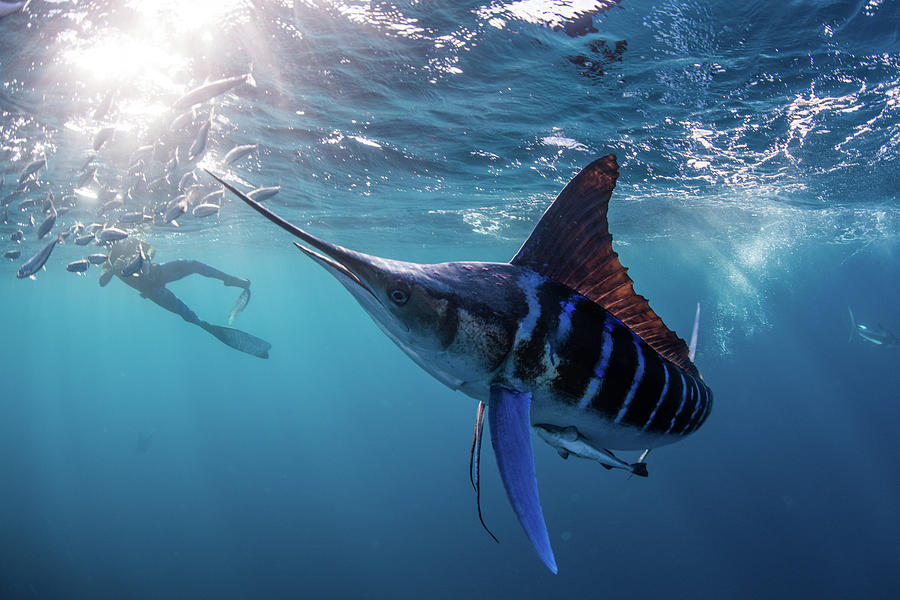 Wildlife Digital Art - Striped Marlin Hunting Mackerel And Sardines, Photographed By Diver #6 by Rodrigo Friscione