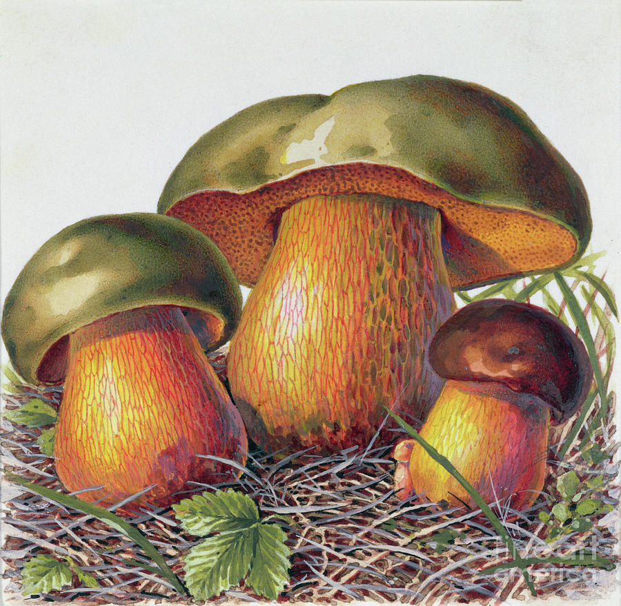 Study Of Fungus Painting by Josef Fleischmann Pixels