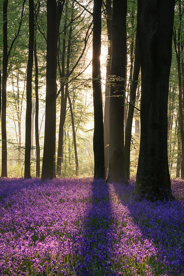 Stunning Bluebell Forest Landscape Image In Soft Sunlight In Spr