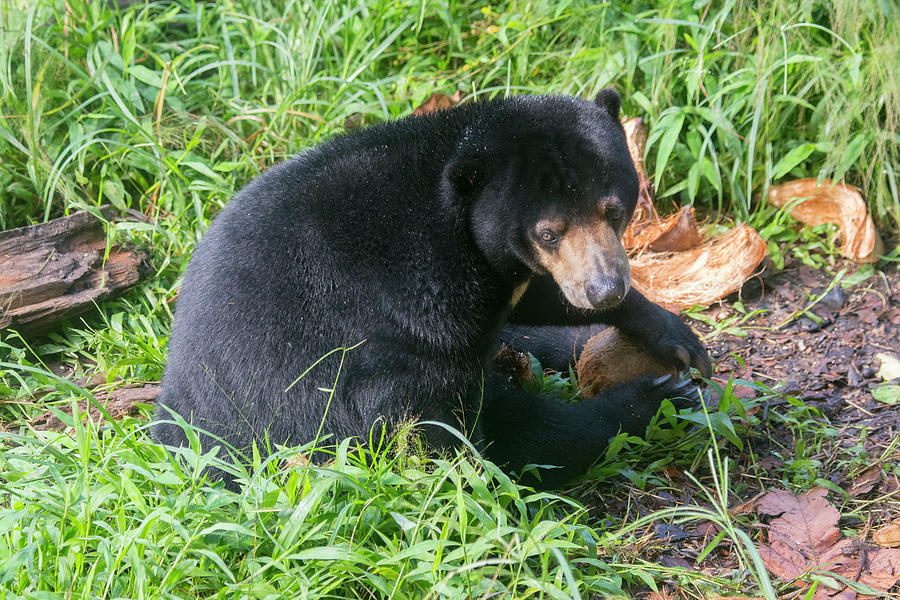 Sun Bear At The Sun Bear Sanctuary Photograph by Wolfgang Kaehler | Pixels