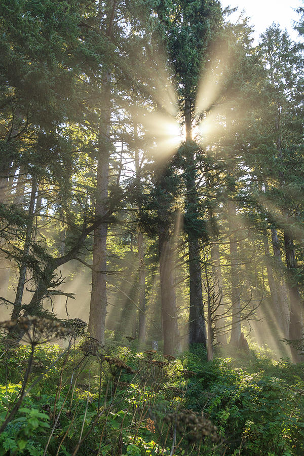 Sun Streaming Through Trees, Juan De Photograph by Stuart Westmorland ...