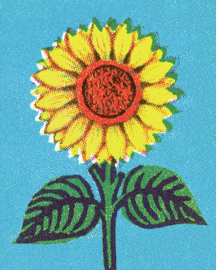 Nature Drawing - Sunflower #6 by CSA Images