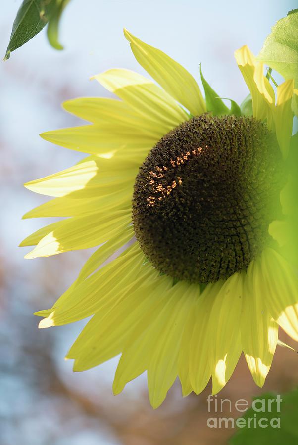 Sunflower Helianthus Annuus Photograph By Maria Mosolovascience