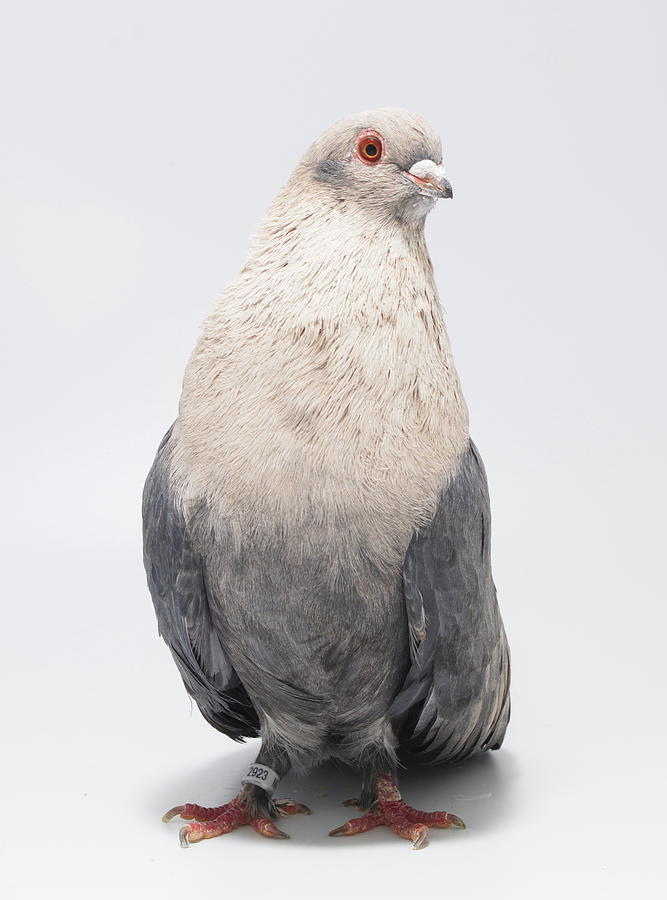 Egyptian Swift Kazghndy Pigeon Photograph by Nathan Abbott