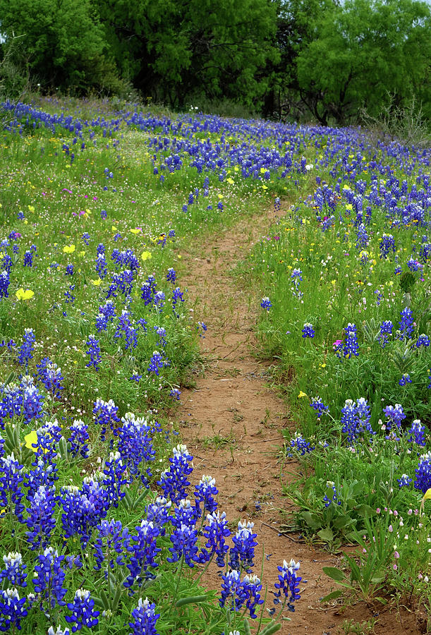 Texas Hill Country Wildflowers, Texas Photograph by Gayle Harper Fine