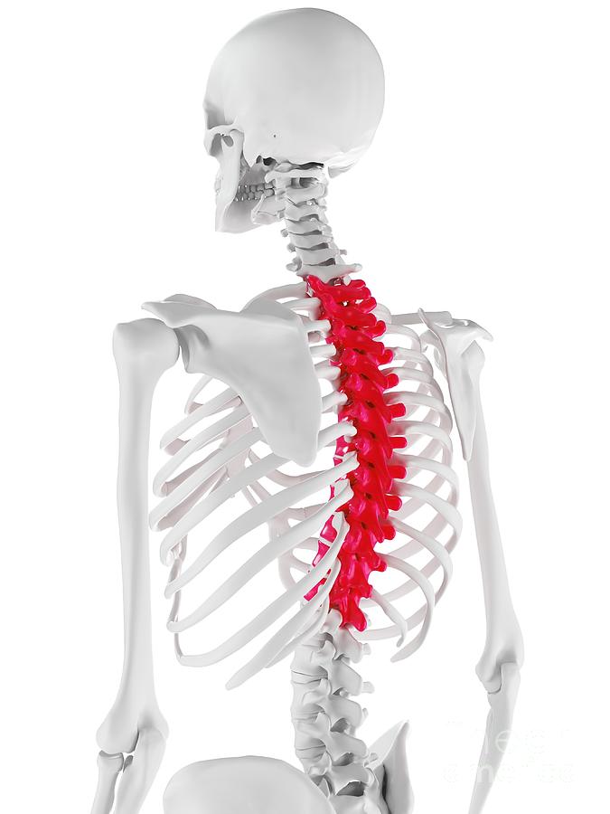1,500+ Thoracic Vertebrae Stock Photos, Pictures & Royalty-Free Images -  iStock
