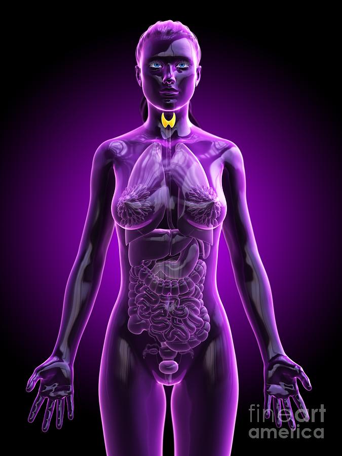3d Photograph - Thyroid Gland #6 by Sebastian Kaulitzki/science Photo Library