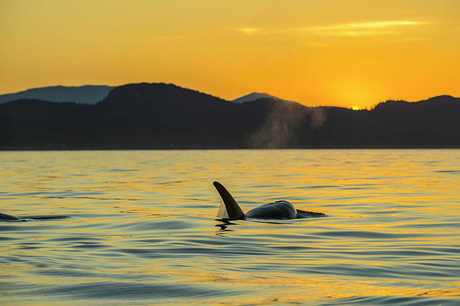 Sunset Photograph - Transient Orca Killer Whales, Pacific #6 by Stuart Westmorland