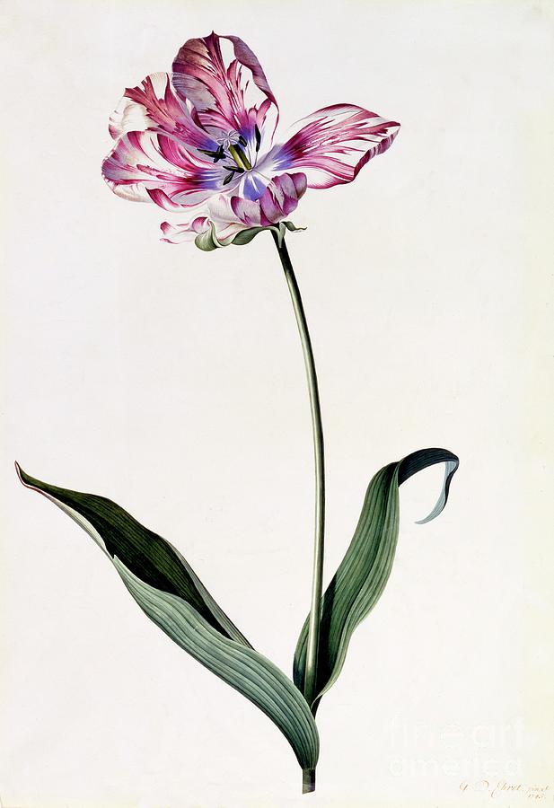Tulip #6 Drawing by Heritage Images