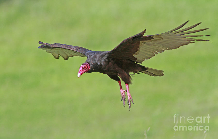 Turkey Vulture #6 Photograph by Gary Wing