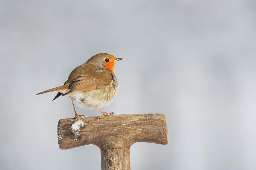 United Kingdom, Norfolk, Robin #6 Photograph by Mike Powles