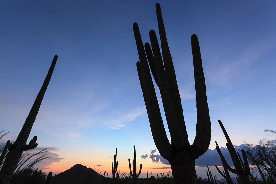 Usa, Arizona, Tucson, Saguaro National #6 Photograph by Michele Falzone