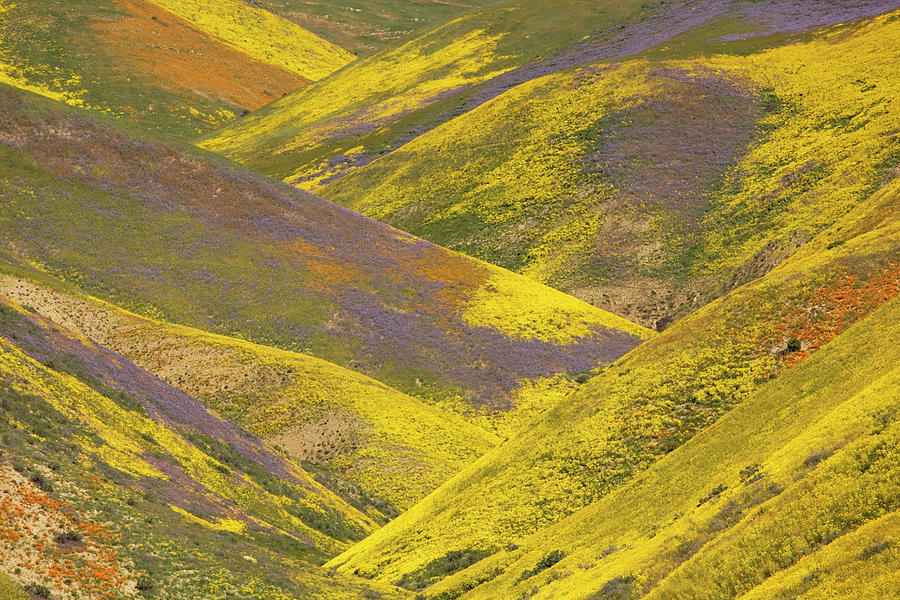 USA, California, Carrizo Plain National Photograph by Charles Gurche