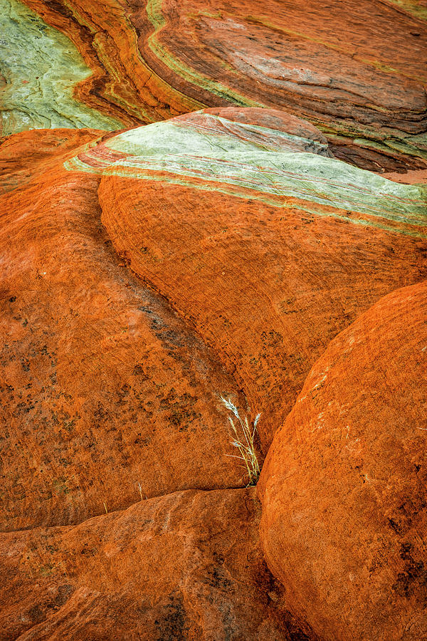Close-up Photograph - USA, Nevada, Overton, Valley Of Fire #6 by Jaynes Gallery