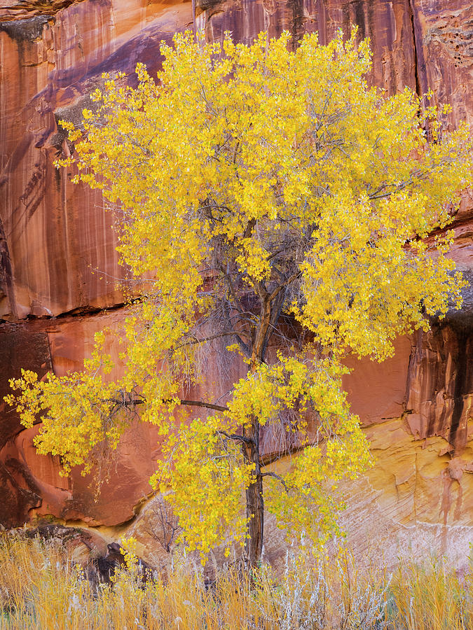 Fall Photograph - Utah, Capitol Reef National Park #6 by Jamie and Judy Wild