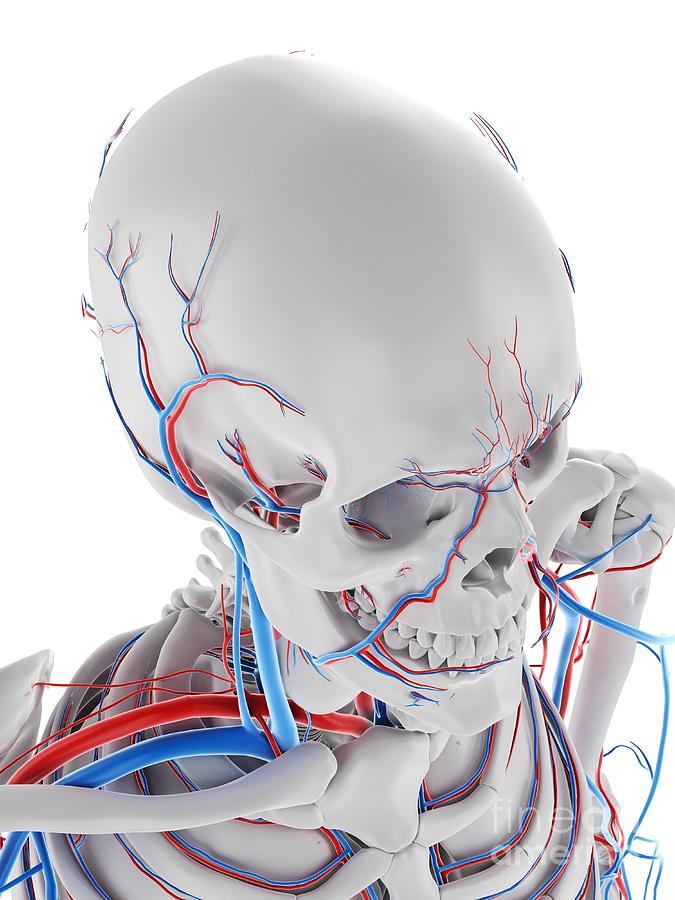 Vascular System Of The Brain Photograph by Sebastian Kaulitzki/science ...