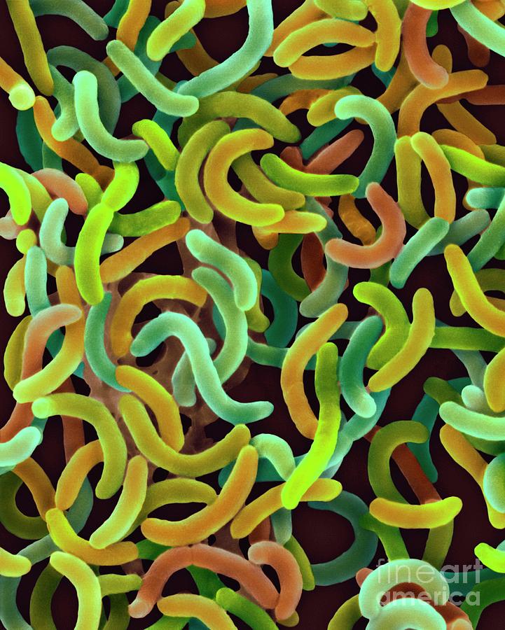 vibrio cholerae bacteria