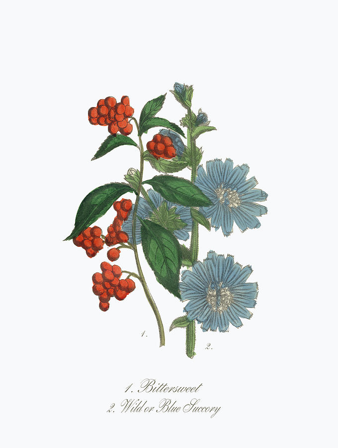 Victorian Botanical Illustration Of #6 Digital Art by Bauhaus1000