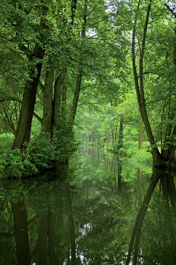 View Of Trees And Rivers At Spreewald, Berlin, Germany #6 Photograph by Jalag / Joerg Lehmann