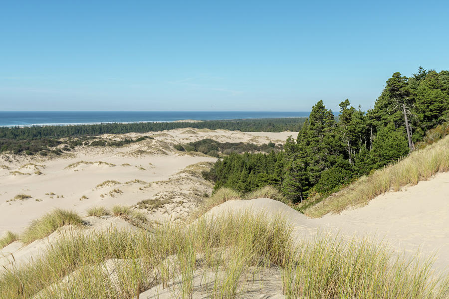 Views Of The Sand And Coastline From A High Point Of View Over The Oregon Dunes Photograph