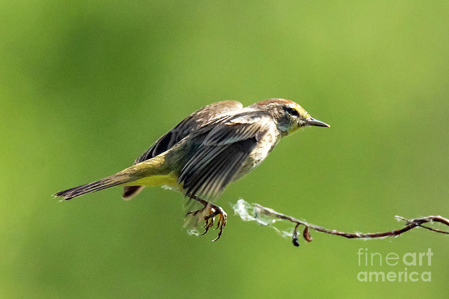 Warbler by Michael D Miller Warbler by Michael D Miller