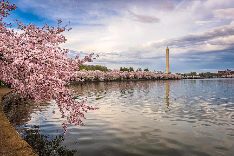 Spring Photograph - Washington Dc, Usa In Spring Season #6 by Sean Pavone
