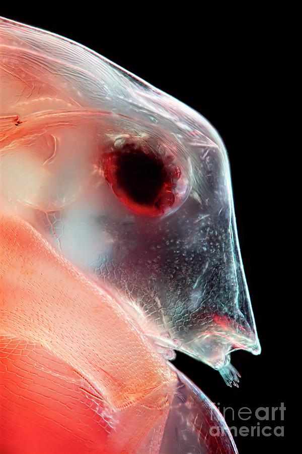 Water Flea #6 Photograph by Frank Fox/science Photo Library