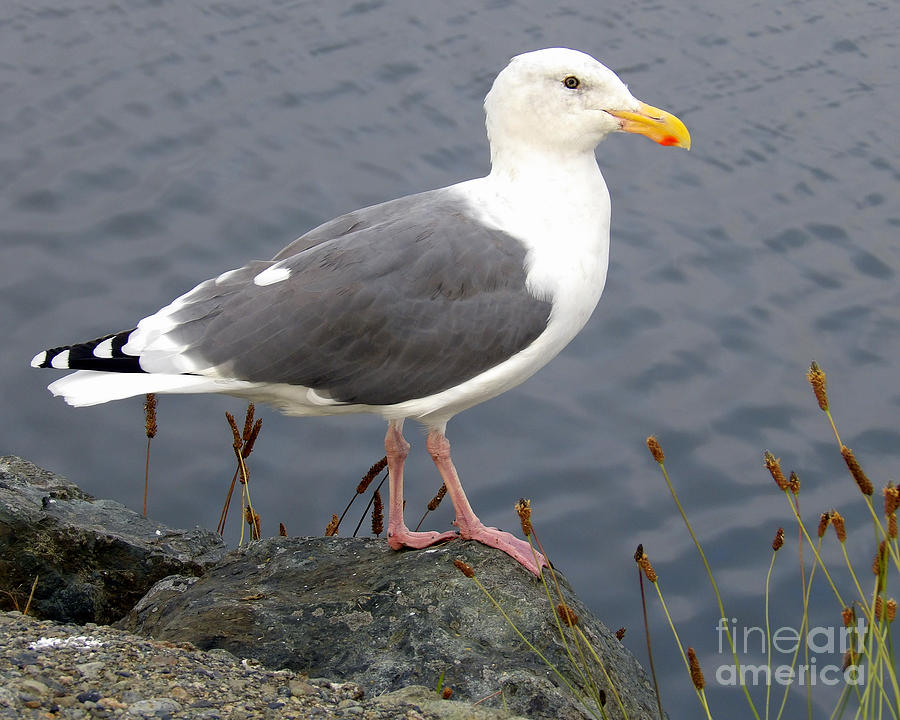 6 - Western Gull Adult Photograph by Linda Vanoudenhaegen