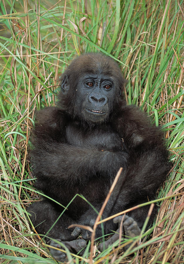 Western Lowland Gorilla Gorilla Gorilla #6 Photograph by Nhpa