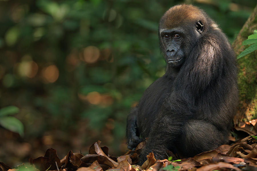 Western Lowland Gorilla Juvenile Male #6 Photograph by Anup Shah