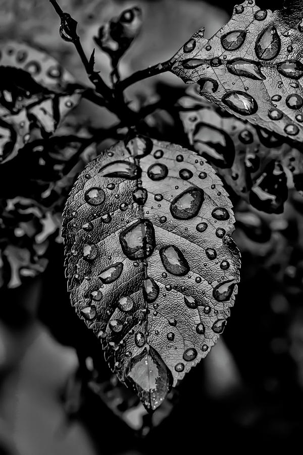 Wet Leaves #6 Photograph by Robert Ullmann