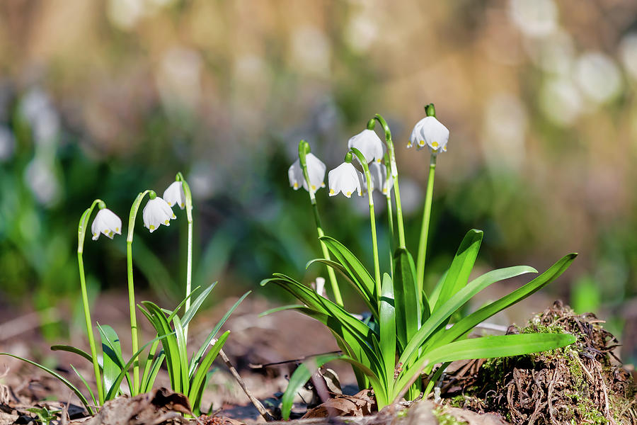 White Spring Flowers Snowflake Leucojum Photograph By Artush Foto