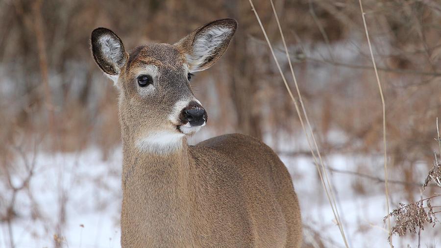 White Tailed Deer #6 Photograph by Davandra Cribbie