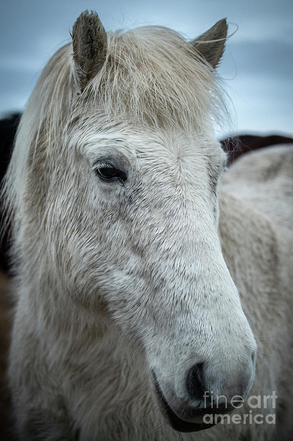 Wild Icelandic Horses Photograph