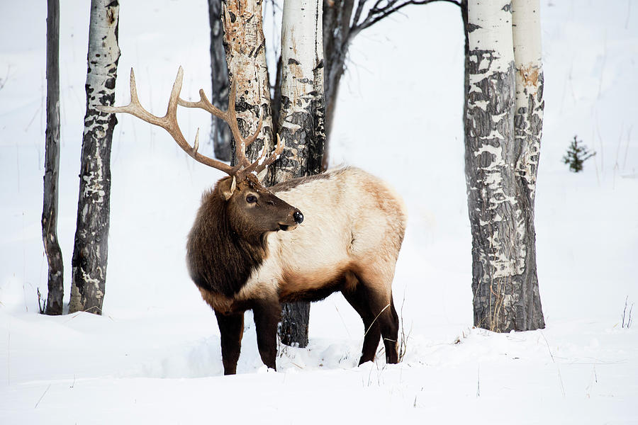 Behavior Photograph - Wyoming, Yellowstone Np 6 by Ellen Goff Behavior Photograph - Wyoming, Yellowstone Np 6 by Ellen Goff