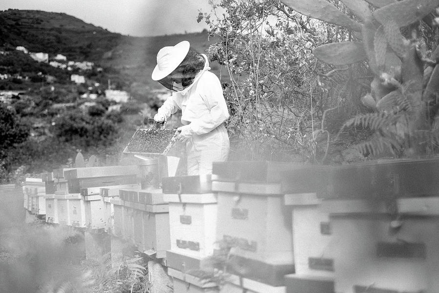 Nature Photograph - Young Woman Beekeeper At Work In A Nature #6 by Cavan Images