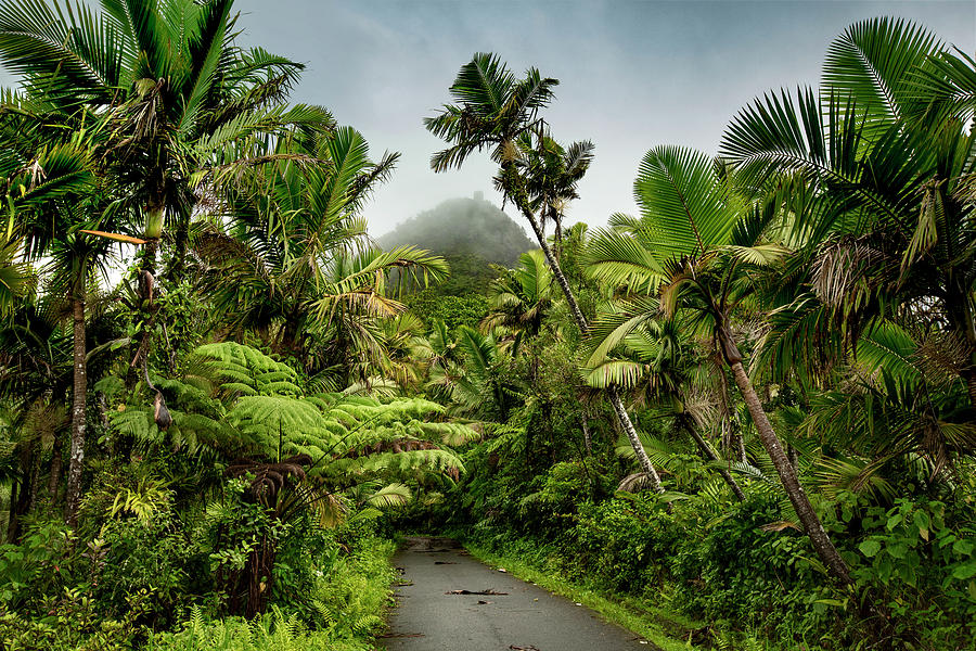 Yunque Natl Forest, Puerto Rico #6 Digital Art by Claudia Uripos