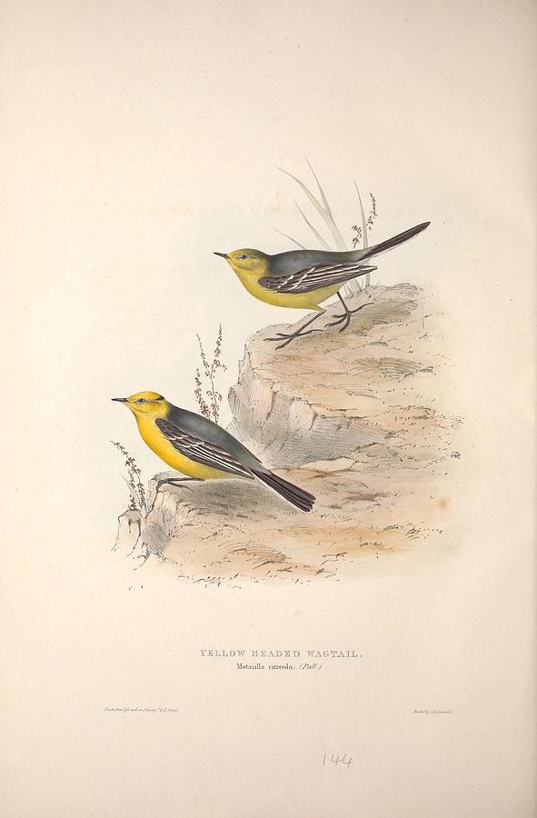 Nature Painting - Different types of birds illustrated by Charles Dessalines D Orbigny 1806-1876 21 #60 by Celestial Images