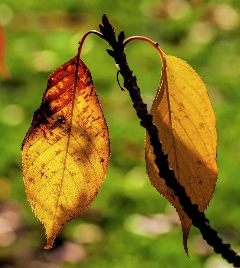Fall Leaves #60 Photograph by Robert Ullmann