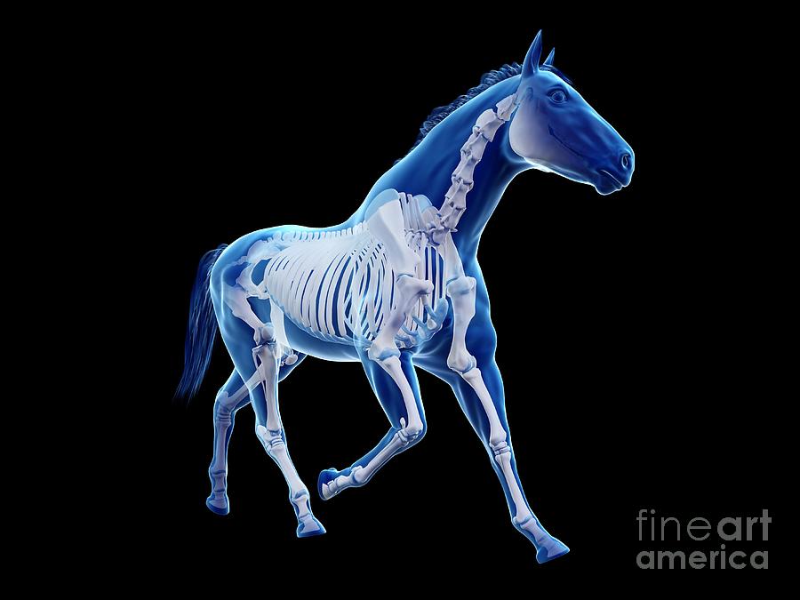 Horse Skeleton Photograph by Sebastian Kaulitzki/science Photo Library ...