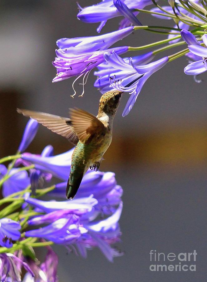 Hummingbird #60 Photograph by Marc Bittan