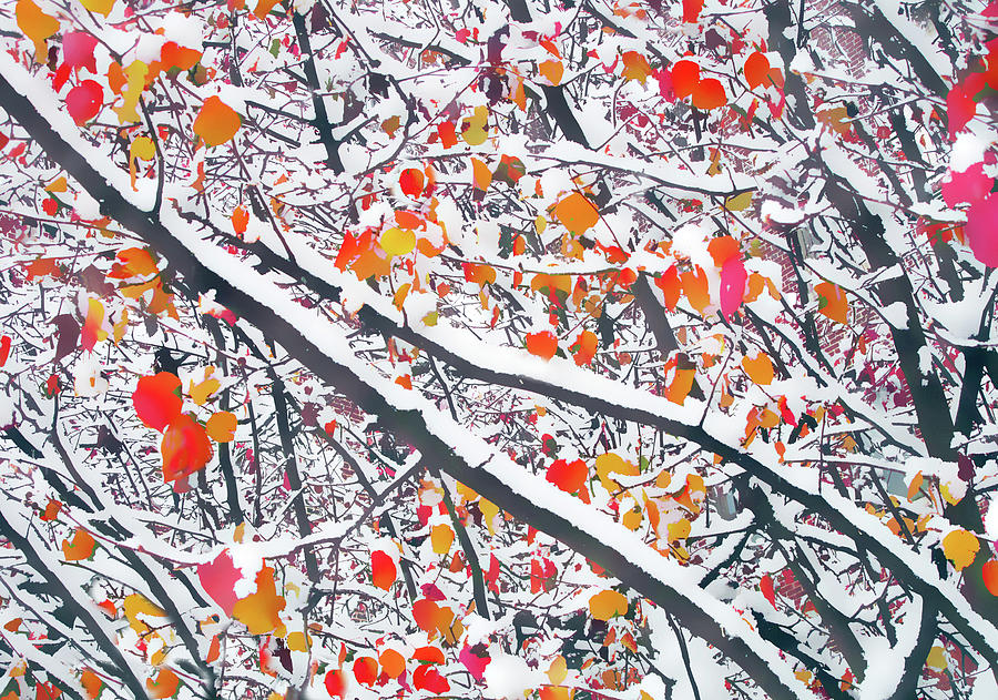 Snowfall on Autumn Leaves Photograph by Jessica Jenney