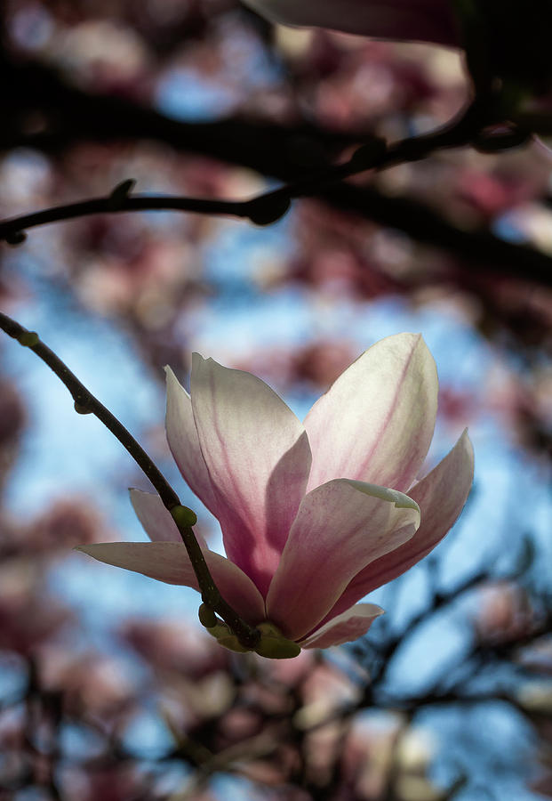 Magnolia Blossom #61 Photograph by Robert Ullmann