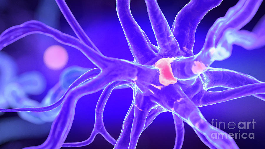 Human Nerve Cell #62 Photograph by Sebastian Kaulitzki/science Photo Library