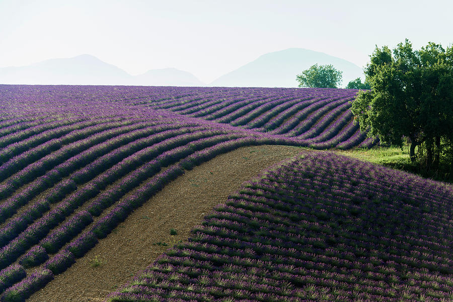 Nature Photograph - Lavender Field, Near Valensole, Plateau De Valensole, Alpes-de-haute-provence Department, Provence, France #62 by Daniel Schoenen Fotografie