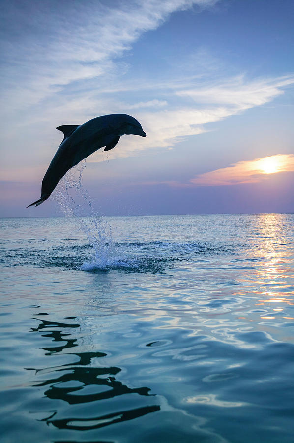 Wildlife Photograph - Bottlenose Dolphins, Caribbean Sea #63 by Stuart Westmorland