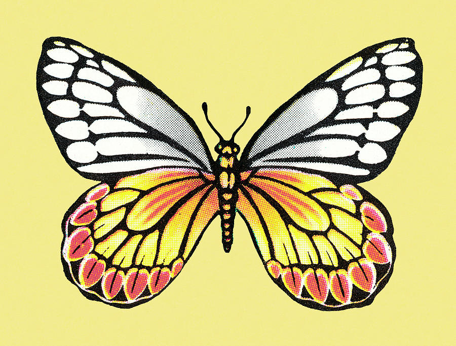 Butterfly Drawing - Butterfly #63 by CSA Images