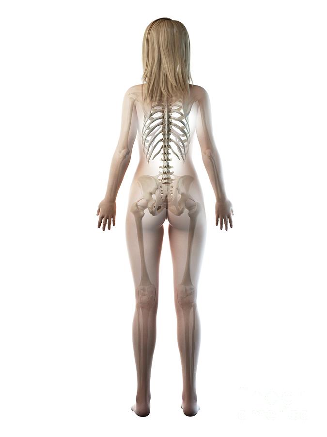 Female Skeleton #63 Photograph by Sebastian Kaulitzki/science Photo Library