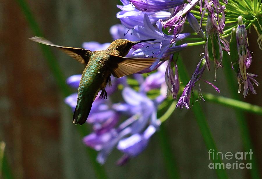 Hummingbird #63 Photograph by Marc Bittan